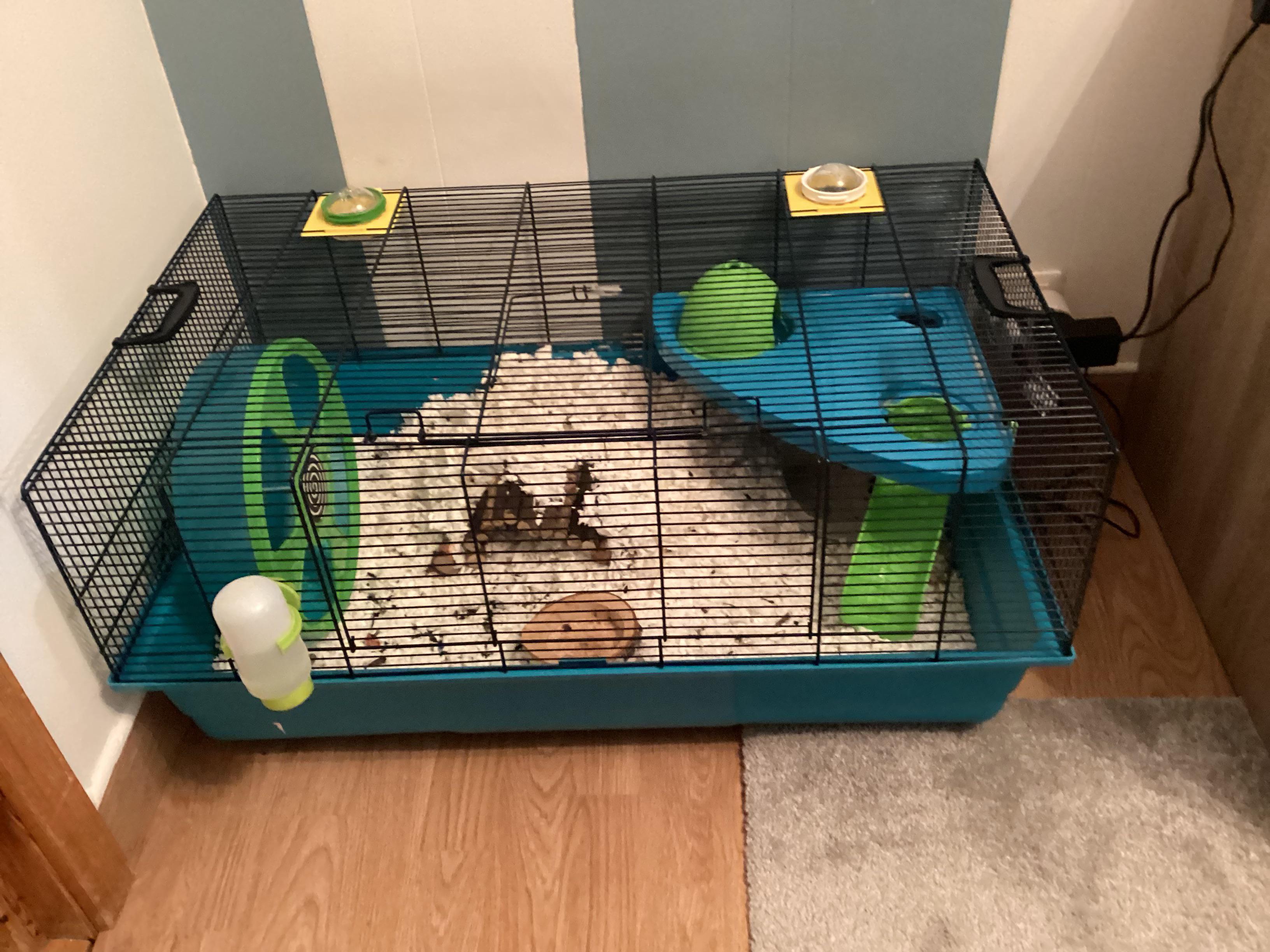 Syrian hamster enjoying in a spacious Savic cage
