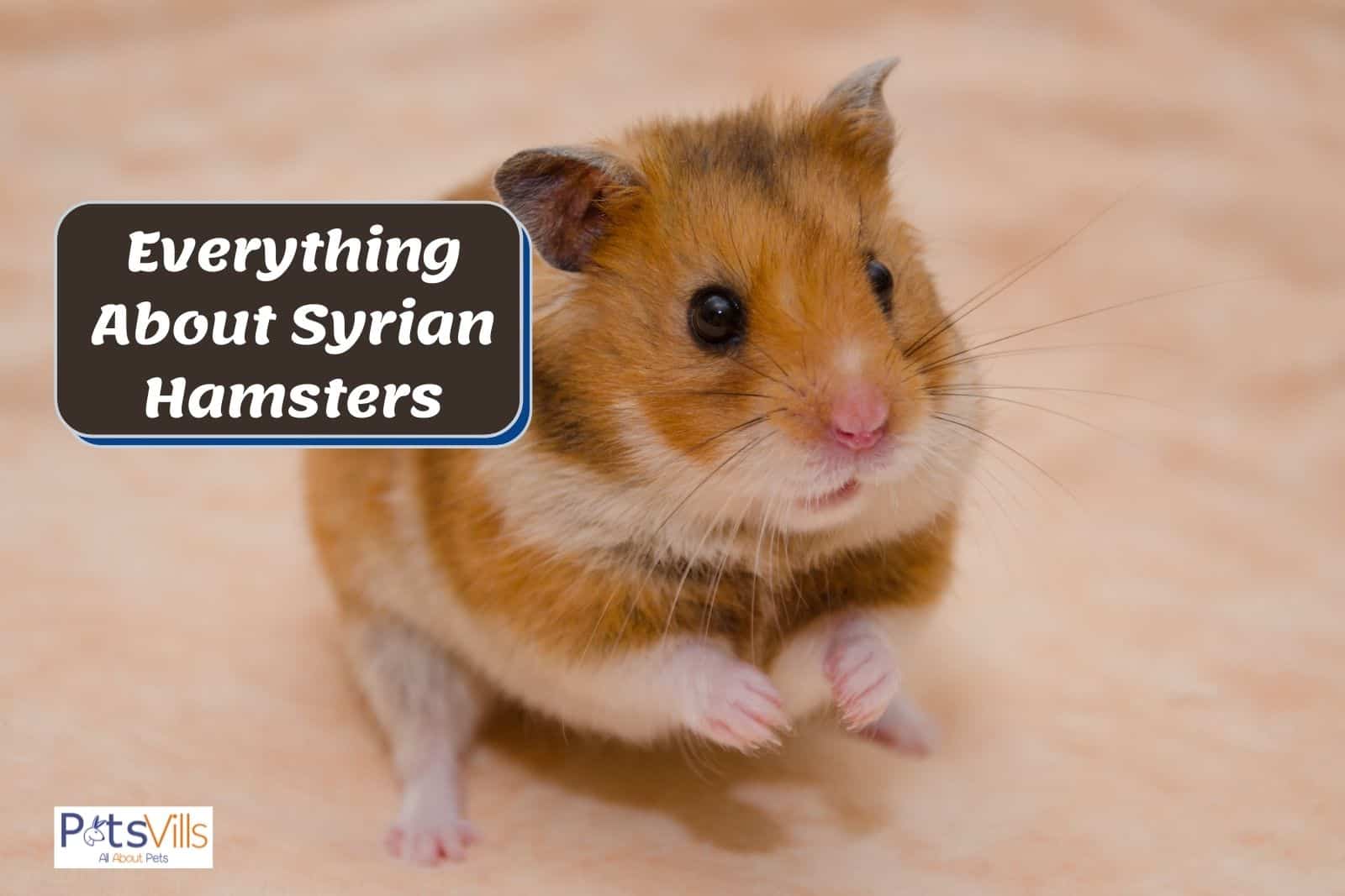 Side by side comparison of short-haired and long-haired Syrian hamster