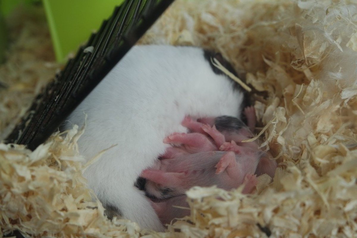 Adorable litter of mixed long-haired and short-haired Syrian hamster pups