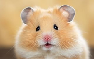 What breed is my hamster if its fur is light orange?