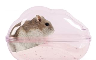 What causes a teddy bear hamster to have an odor, and how can it be prevented?