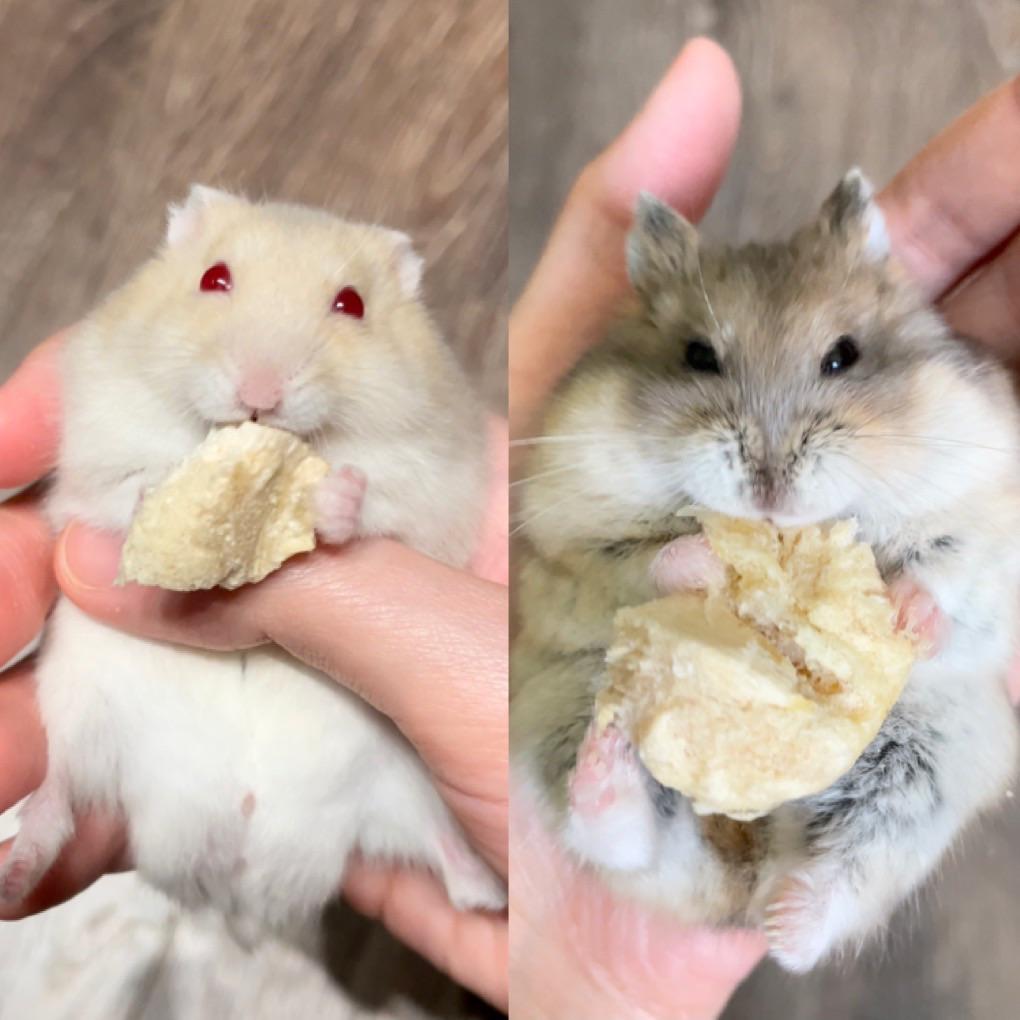 Syrian hamster and Dwarf hamster side by side showing their size difference