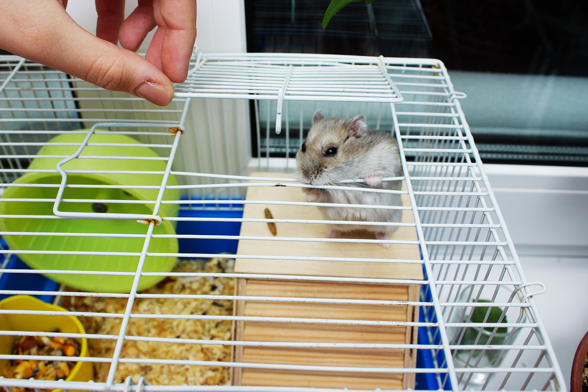 Healthy hamster in a clean and enriching cage