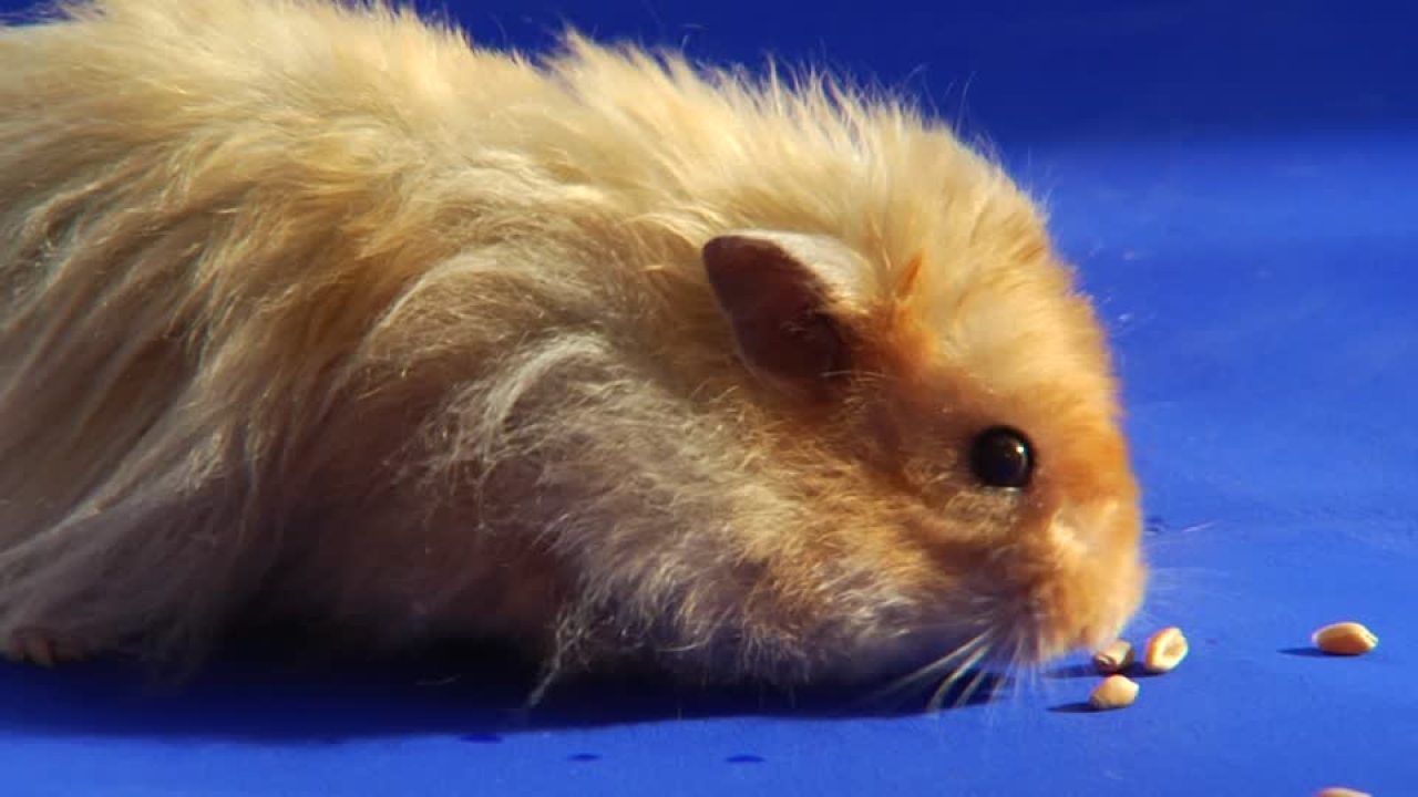 Long-haired Syrian hamster being groomed