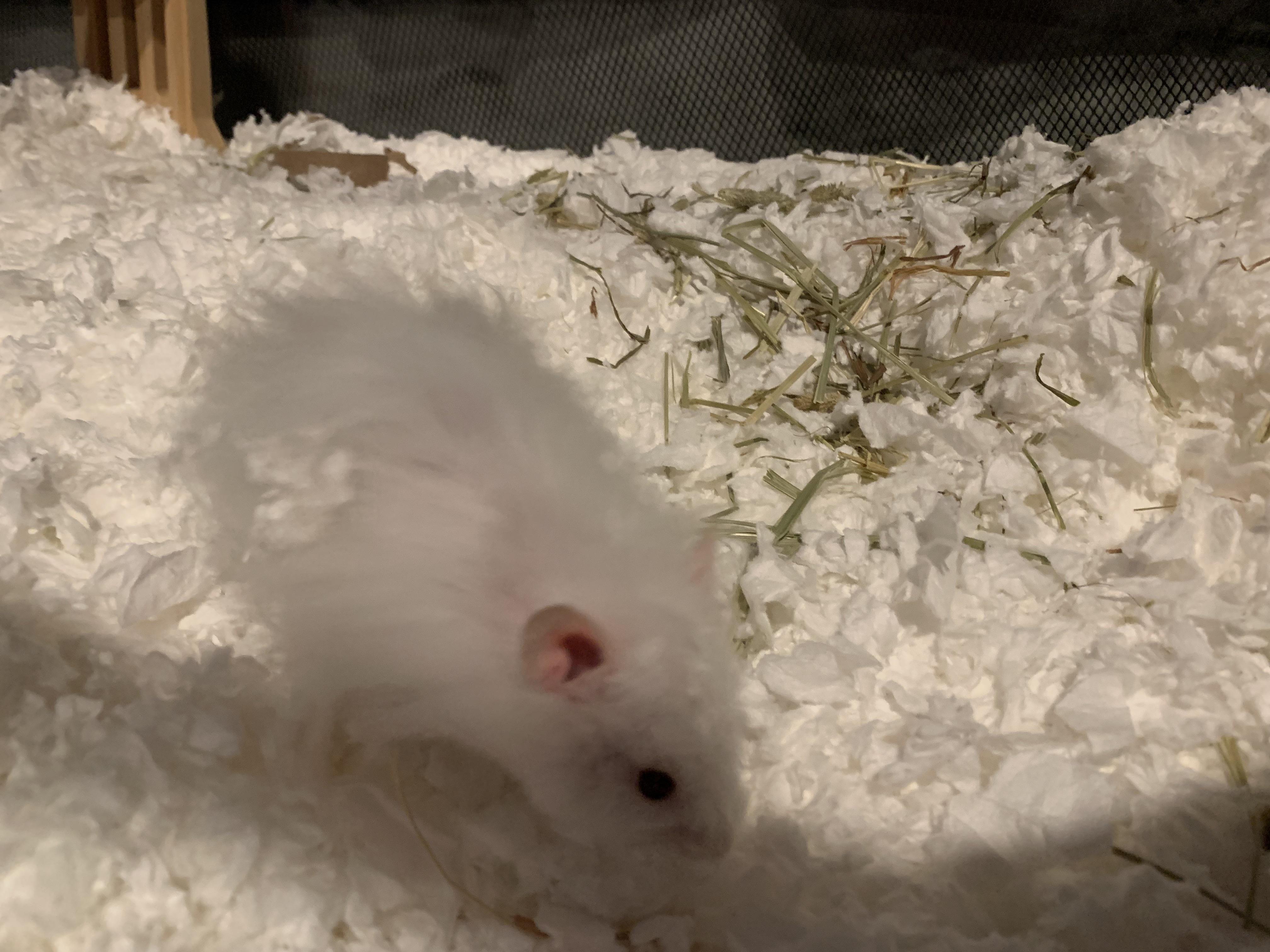 Long-haired Syrian hamster with bedding stuck in its fur
