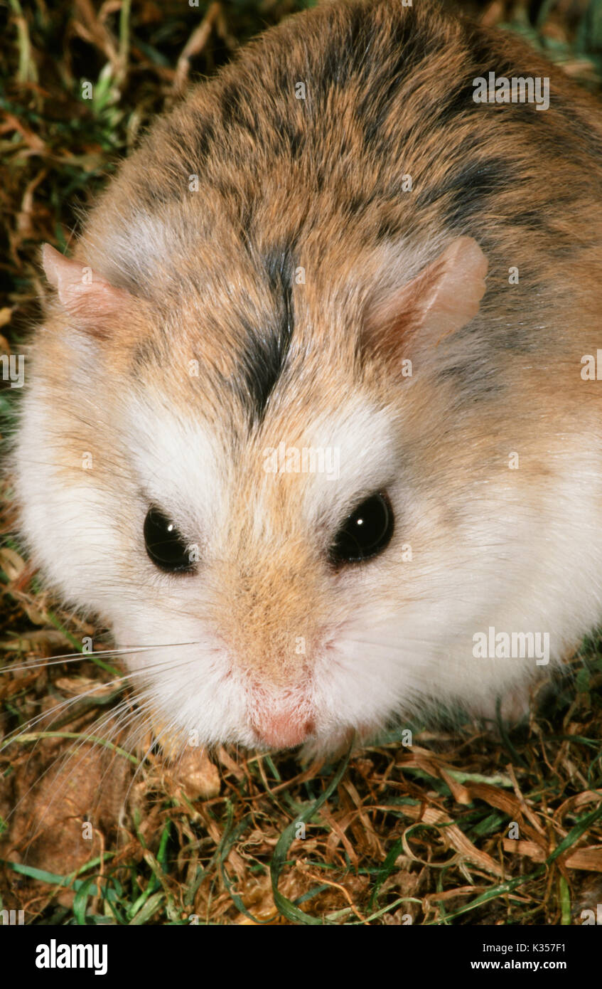 Close-up of a tiny Roborovski Dwarf Hamster showcasing its small size and adorable features