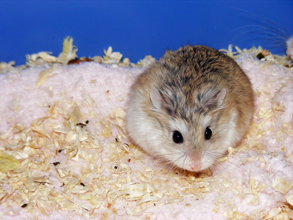 Group of colorful dwarf hamsters