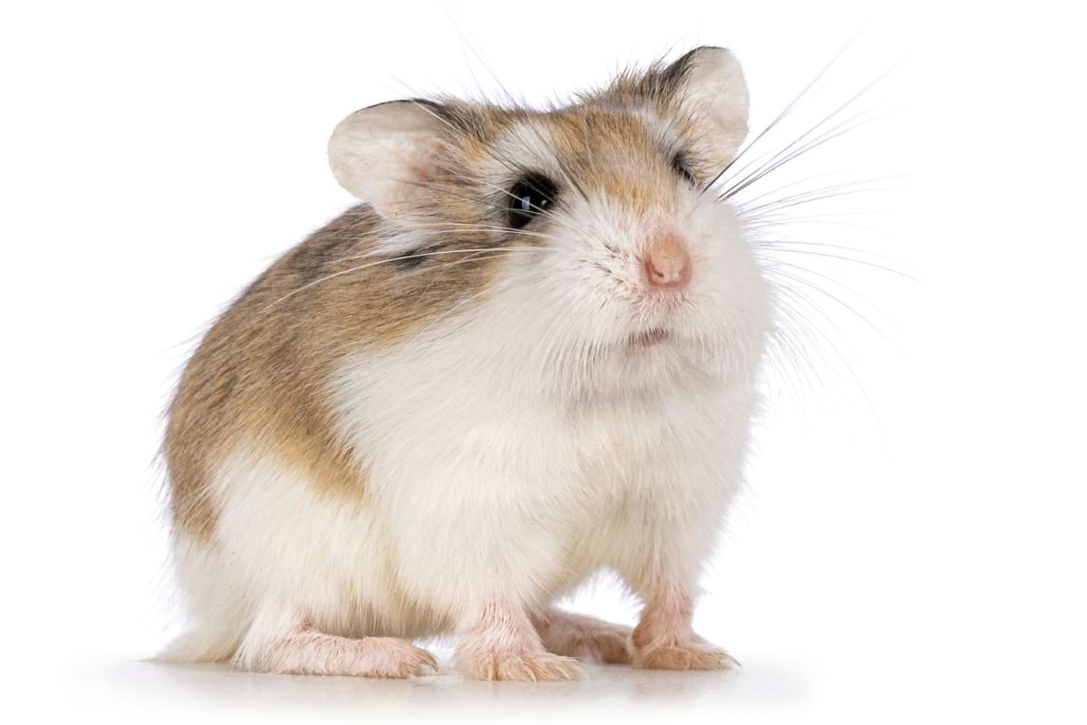 Healthy and active dwarf hamster in its natural habitat